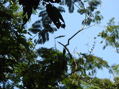 Ictinaetus malaiensis