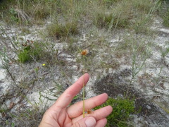 Rhynchospora megaplumosa