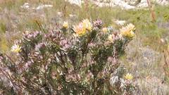 Leucadendron barkerae