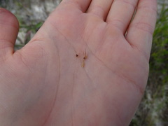 Rhynchospora megaplumosa