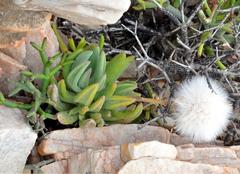 Kleinia cephalophora