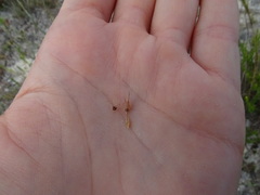 Rhynchospora megaplumosa