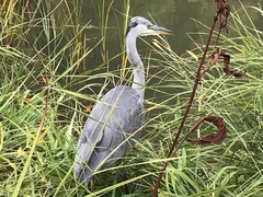 Ardea cinerea
