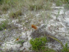 Rhynchospora megaplumosa