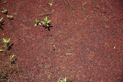 Azolla rubra