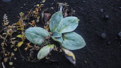 Mertensia maritima