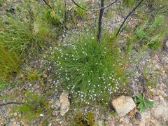 Lobelia linearis