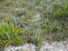 Chrysopsis floridana