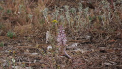 Lachenalia latimerae