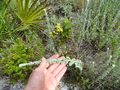 Chrysopsis floridana