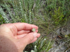 Chrysopsis floridana