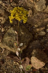 Eriogonum microtheca ambiguum
