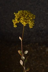 Eriogonum microtheca ambiguum
