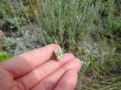 Chrysopsis floridana