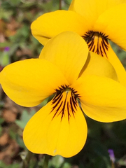 Viola douglasii