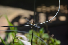 Celithemis martha