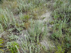 Chrysopsis floridana