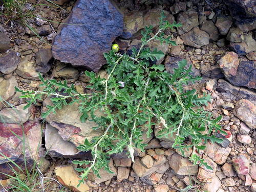 Solanum supinum