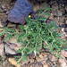 Solanum supinum - Photo (c) Gigi Laidler, algunos derechos reservados (CC BY-NC), subido por Gigi Laidler