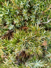 Juniperus communis saxatilis