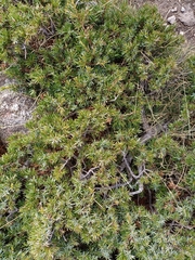 Juniperus communis saxatilis