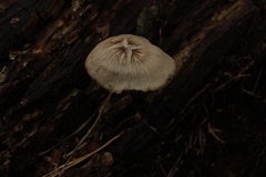Fungi