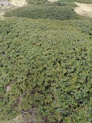Juniperus communis saxatilis