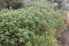 Phylica axillaris maritima