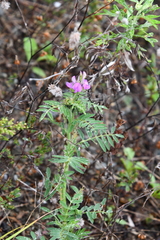 Astragalus davuricus