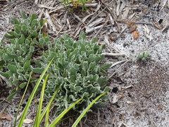 Chrysopsis floridana