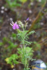 Astragalus davuricus