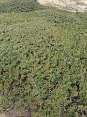 Juniperus communis saxatilis