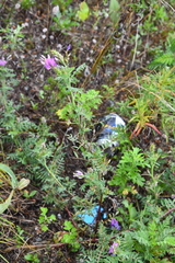 Astragalus davuricus