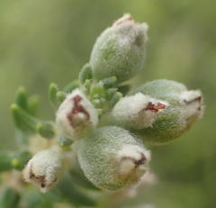 Phylica axillaris maritima