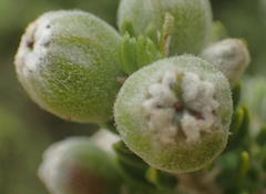 Phylica axillaris maritima