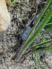 Trachyandra hirsutiflora