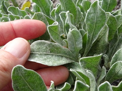 Chrysopsis floridana