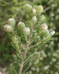 Phylica axillaris maritima