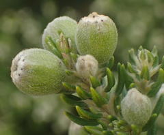 Phylica axillaris maritima