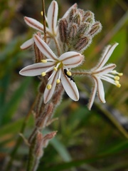 Trachyandra hirsutiflora