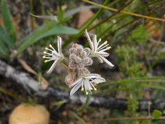 Trachyandra hirsutiflora