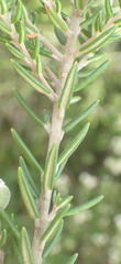 Phylica axillaris maritima