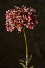 Eriogonum microtheca panamintense