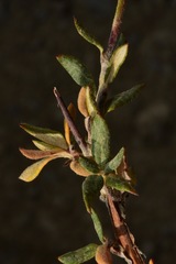 Eriogonum microtheca panamintense