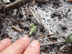 Chrysopsis floridana