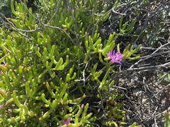 Lampranthus otzenianus
