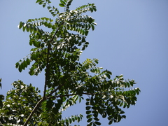 Zanthoxylum rhetsa