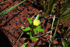 Ludwigia jussiaeoides