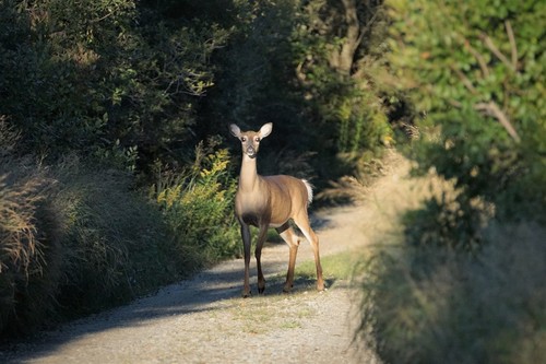 White-tailed Deer photographed in Massachusetts