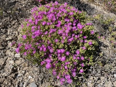 Lampranthus otzenianus